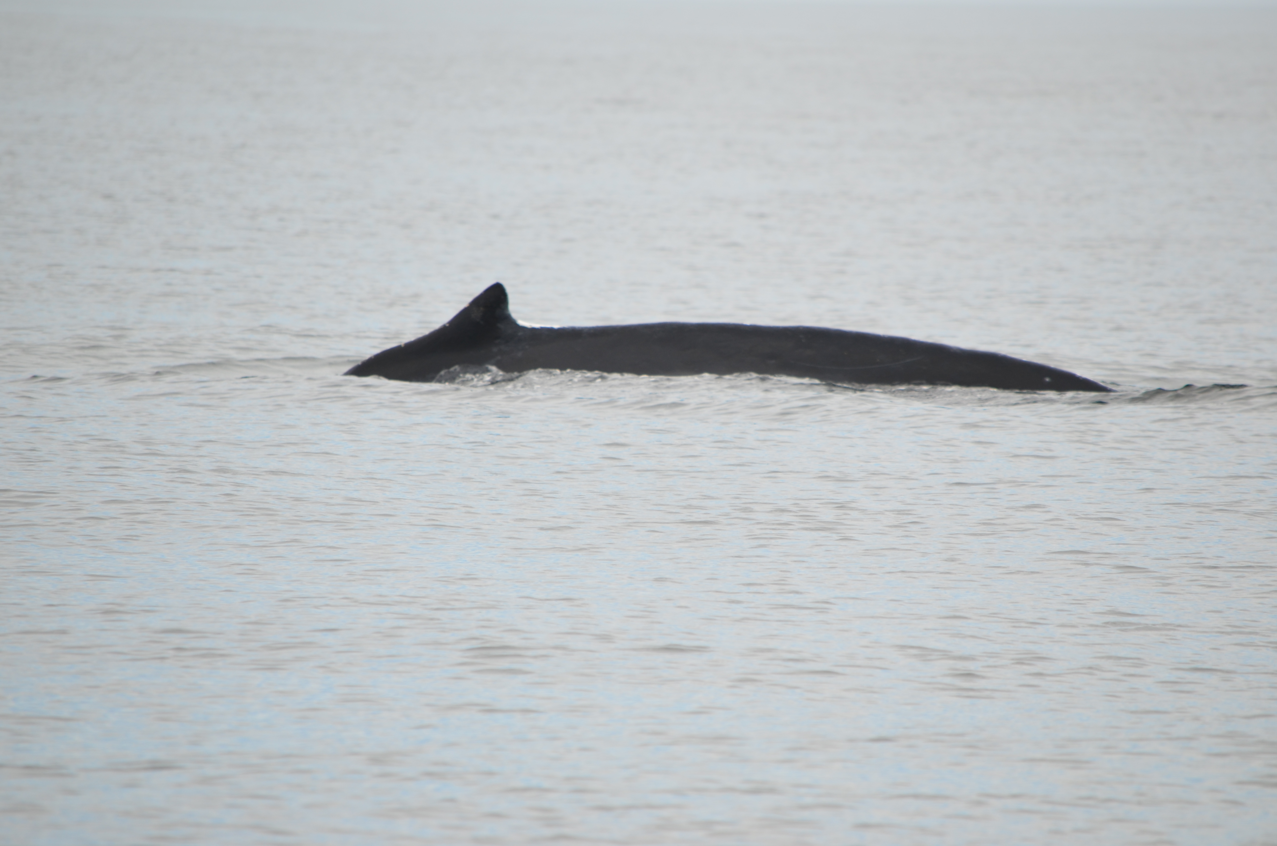 photos/wildlife/Mammal_Species/Humpback Whale/DSC_0066.JPG
